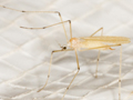 Cheilotrichia imbuta